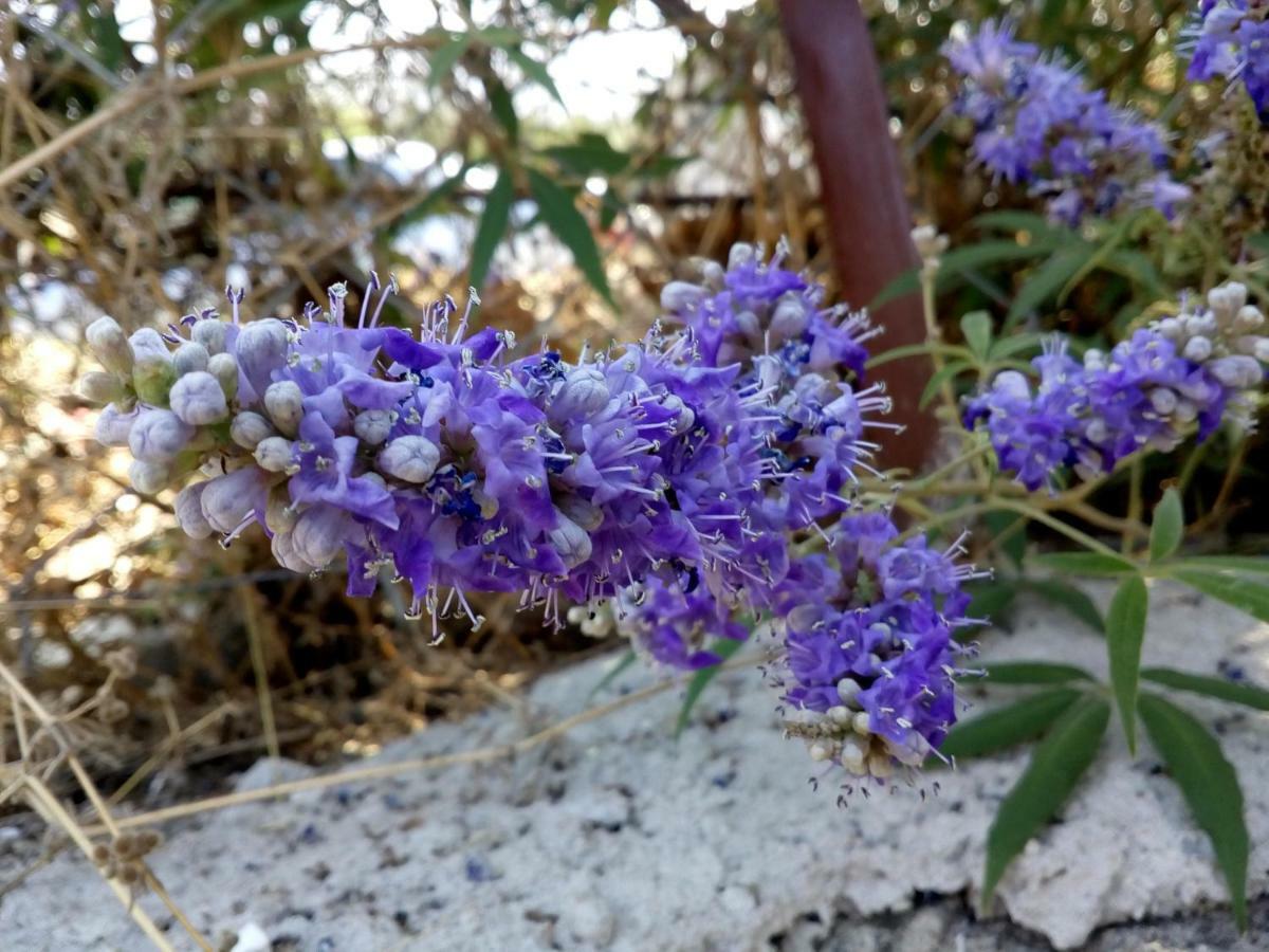 Dimitra'S Garden Villa Kallirákhi Zewnętrze zdjęcie